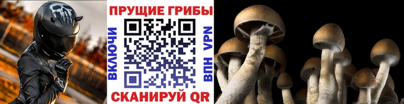 Псилоцибиновые грибы MAGIC MUSHROOMS  Купить где  Старая Русса 
